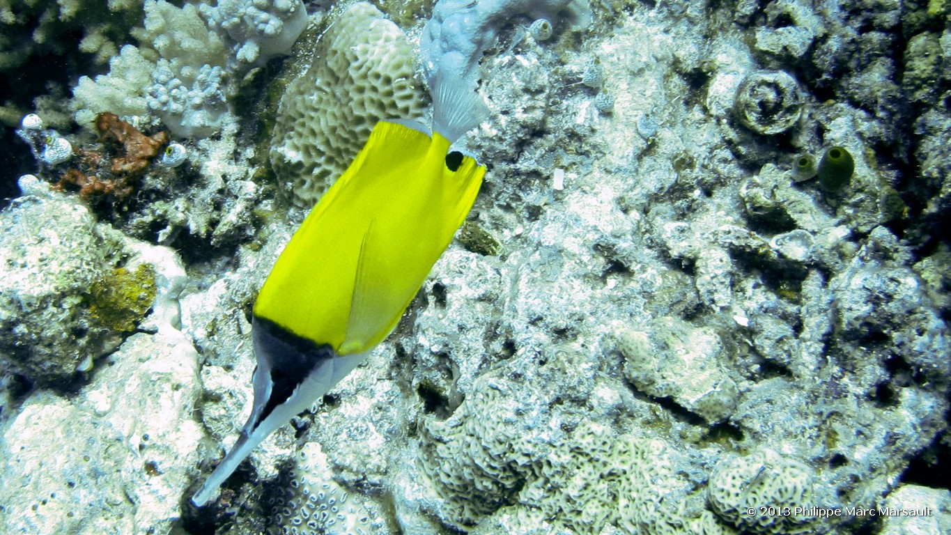 /ecran/Maldives_sud_0454.jpg