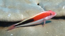 vignette Maldives_sud_0039.jpg 