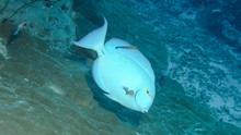 vignette Maldives_sud_0043.jpg 