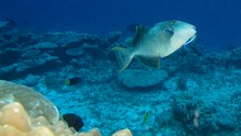 vignette Maldives_sud_0044.jpg 