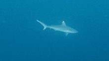 vignette Maldives_sud_0141.jpg 