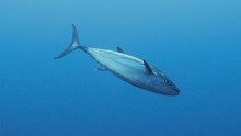vignette Maldives_sud_0149.jpg 