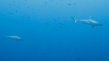 vignette Maldives_sud_0159.jpg 