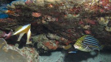 vignette Maldives_sud_0196.jpg 