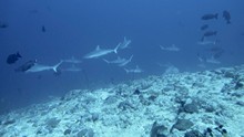 vignette Maldives_sud_0209.jpg 
