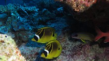 vignette Maldives_sud_0273.jpg 