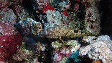 vignette Maldives_sud_0276.jpg 