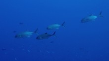 vignette Maldives_sud_0284.jpg 