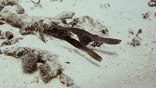 vignette Maldives_sud_0307.jpg 
