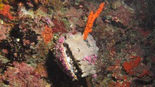 vignette Maldives_sud_0338.jpg 