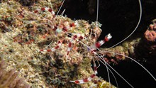 vignette Maldives_sud_0342.jpg 