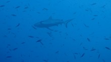 vignette Maldives_sud_0382.jpg 