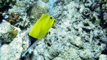 vignette Maldives_sud_0454.jpg 