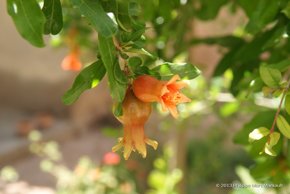 /ecran/Maroc_0857.jpg