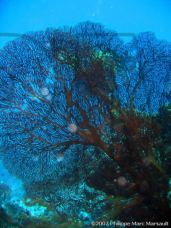 /ecran/Nouvelle-Caledonie_251.jpg