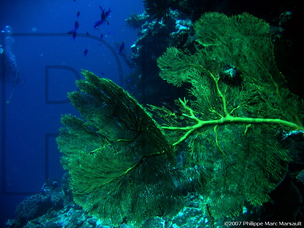 /ecran/Nouvelle-Caledonie_258.jpg