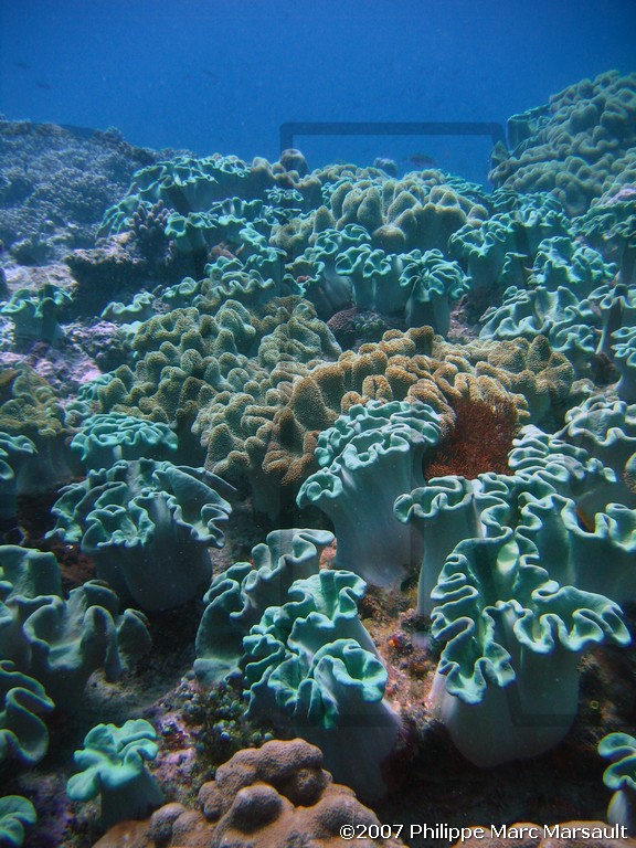 /ecran/Nouvelle-Caledonie_270.jpg