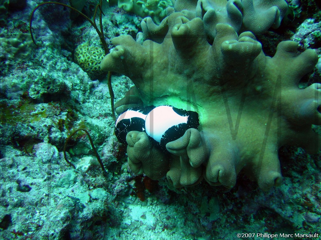 /ecran/Nouvelle-Caledonie_288.jpg