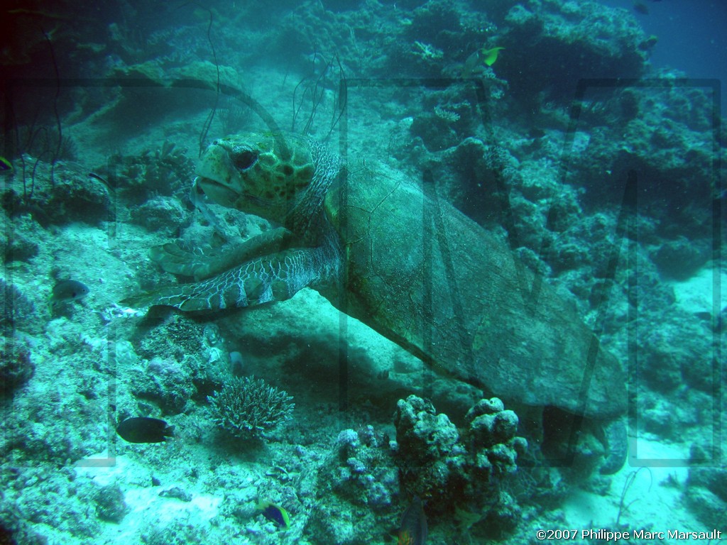 /ecran/Nouvelle-Caledonie_380.jpg