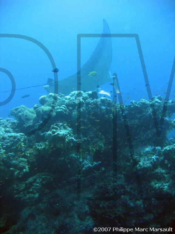 /ecran/Nouvelle-Caledonie_779.jpg