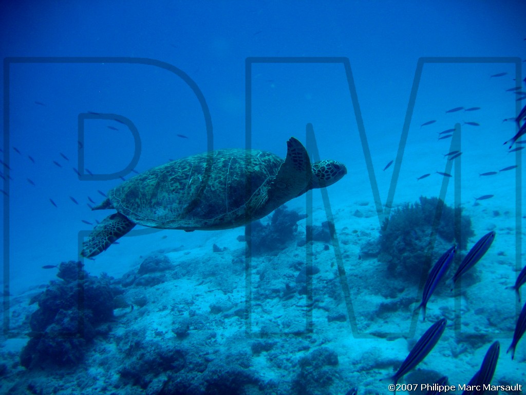 /ecran/Nouvelle-Caledonie_792.jpg