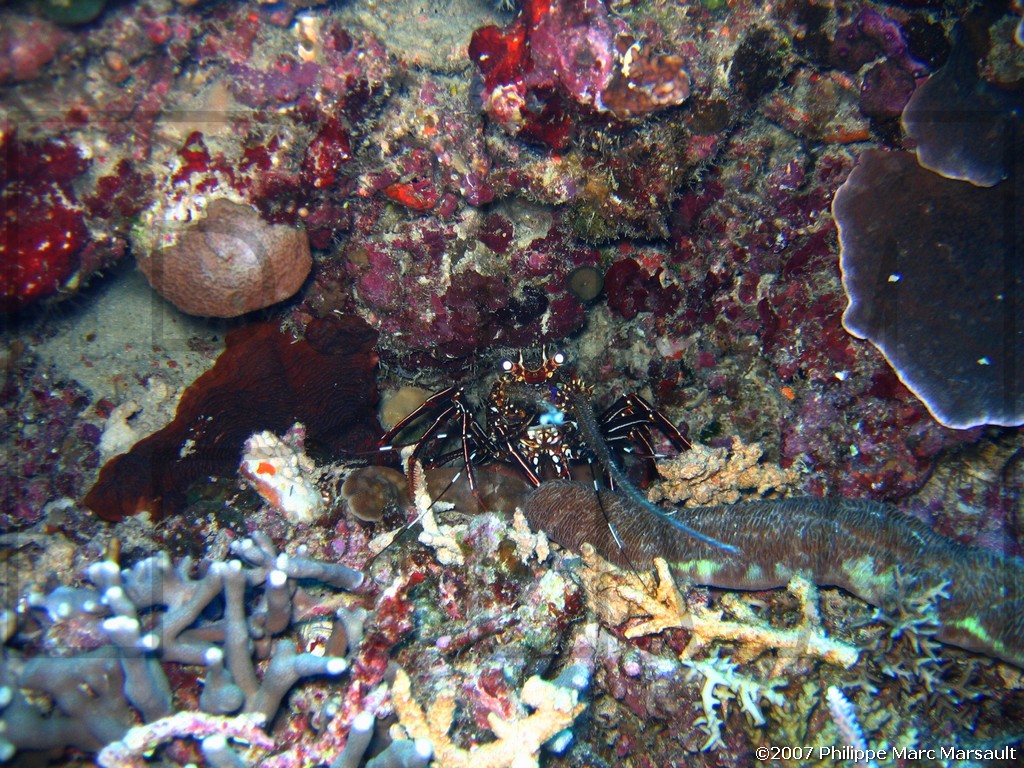 /ecran/Nouvelle-Caledonie_826.jpg