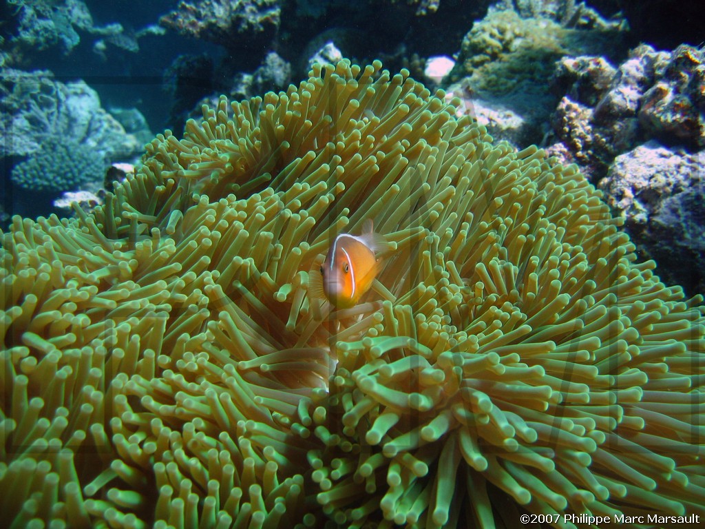 /ecran/Nouvelle-Caledonie_853.jpg