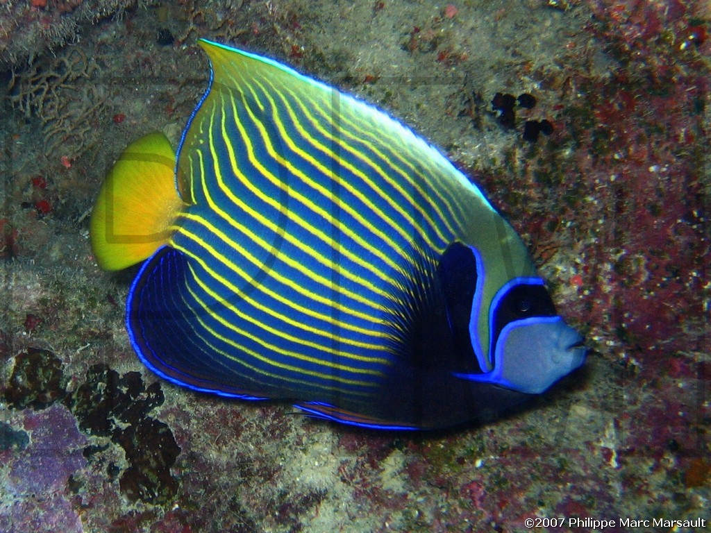 /ecran/Nouvelle-Caledonie_927.jpg