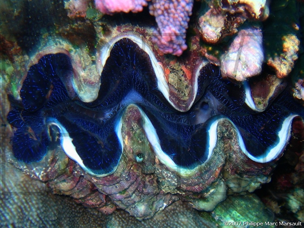 /ecran/Nouvelle-Caledonie_929.jpg