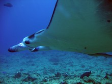 vignette Nouvelle-Caledonie_073.jpg 