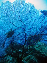 vignette Nouvelle-Caledonie_122.jpg 