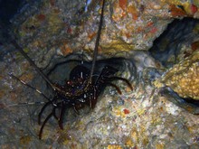 vignette Nouvelle-Caledonie_137.jpg 