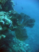 vignette Nouvelle-Caledonie_145.jpg 