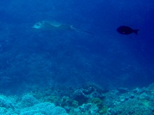 vignette Nouvelle-Caledonie_158.jpg 