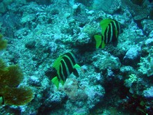 vignette Nouvelle-Caledonie_162.jpg 