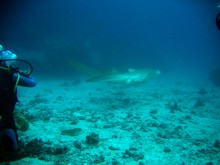 vignette Nouvelle-Caledonie_212.jpg 