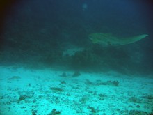 vignette Nouvelle-Caledonie_214.jpg 
