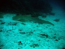 vignette Nouvelle-Caledonie_217.jpg 