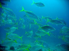 vignette Nouvelle-Caledonie_228.jpg 