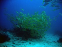 vignette Nouvelle-Caledonie_231.jpg 