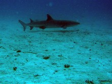 vignette Nouvelle-Caledonie_233.jpg 