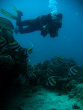 vignette Nouvelle-Caledonie_236.jpg 