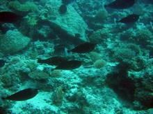 vignette Nouvelle-Caledonie_246.jpg 