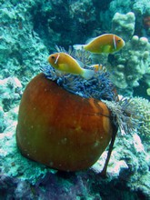 vignette Nouvelle-Caledonie_248.jpg 