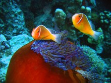 vignette Nouvelle-Caledonie_250.jpg 