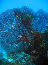 vignette Nouvelle-Caledonie_251.jpg 