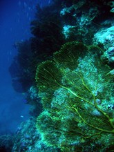 vignette Nouvelle-Caledonie_257.jpg 