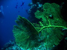 vignette Nouvelle-Caledonie_258.jpg 