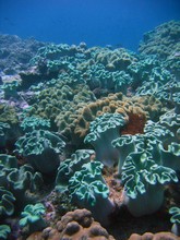 vignette Nouvelle-Caledonie_270.jpg 