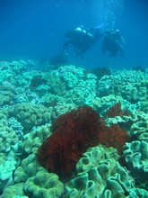 vignette Nouvelle-Caledonie_273.jpg 